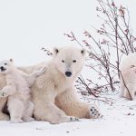 polar-1_73bd2c3b_221212161236_1280x720