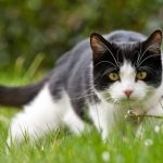 por-que-los-gatos-son-el-modelo-perfecto-para-estudiar-la-demencia-en-los-humanos-46455