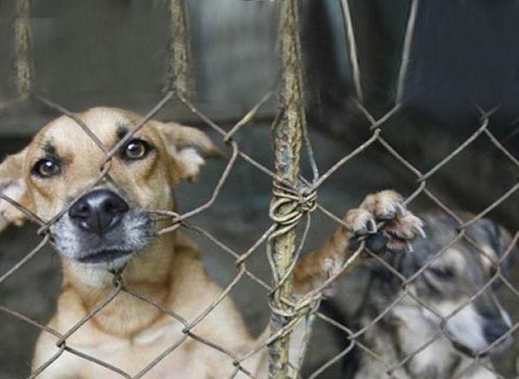 2-Maltrato-animal-Venezuela-1