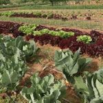 981d915742b94e581598883e869ff80834793f5aa70e82b3_840