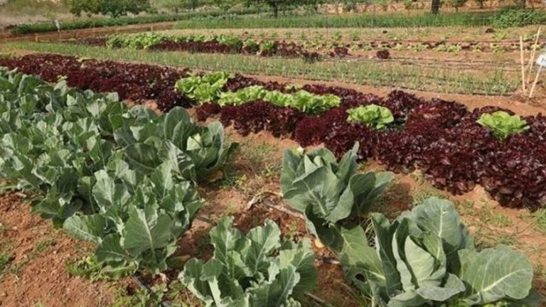 981d915742b94e581598883e869ff80834793f5aa70e82b3_840