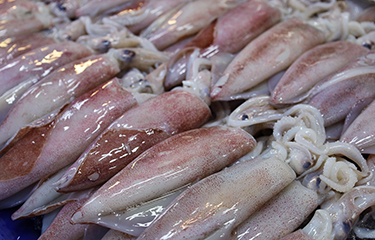 Fresh,Squid,On,A,Tray.,Close-up,Squid,Or,Splendid,Squid