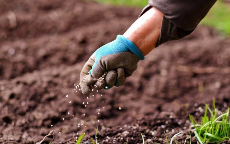 Granos exportaciones