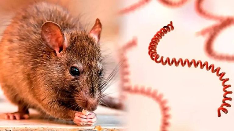 Proyecto-nuevo-18-2-1068x601