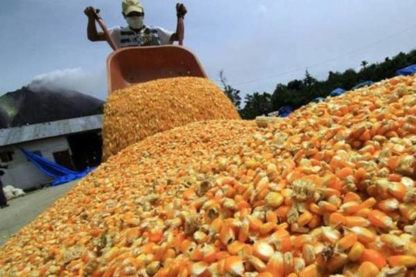 tsize_600x400_Maiz-Venezuela-e1655133230123