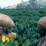 Malawi-Coffee-6