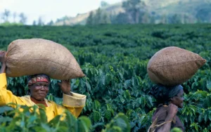 Malawi-Coffee-6