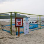 Nido-de-tortuga-cardon-recibe-proteccion-permanente-en-la-Bahia-de-Patanemo.2