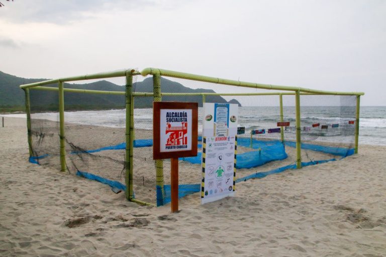 Nido-de-tortuga-cardon-recibe-proteccion-permanente-en-la-Bahia-de-Patanemo.2