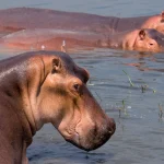 naturepl01238442 (1)