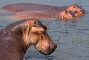 naturepl01238442 (1)