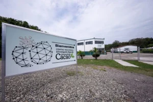Cientificos-venezolanos-impulsan-polinizacion-dirigida-del-cacao
