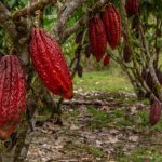 cocoa-plantations-different-angles-1-696x464