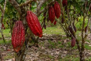 cocoa-plantations-different-angles-1-696x464