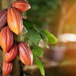 Cacaoyer
