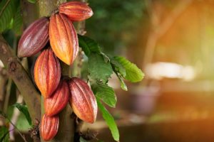 Cacaoyer