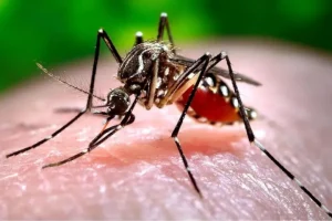 Peru-registra-80-mil-casos-de-dengue-en-la-peor-epidemia-de-su-historia